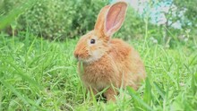 Cute Adorable Red Fluffy Rabbit Sitting On The Green Grass Lawn In The Backyard. A Small Sweet Rabbit Walking Past A Meadow In A Green Garden On A Bright Sunny Day. Easter Nature And Animal Origin