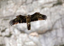 Bearded Vulture (Gypaetus Barbatus) In Flight