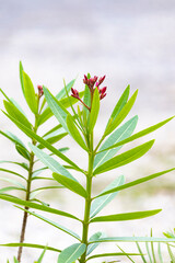 Green plant in the garden