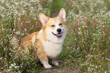 Wall Mural - corgi welsh pembroke on a summer meadow