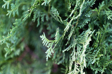 Wall Mural - background of green thuja close-up