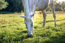 A White Horse Eats Grass In A Summer Pasture At Sunset