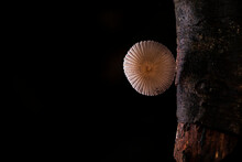 Wild Mushroom Over Black Background
