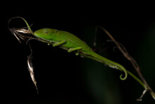 Chameleon From Madagascar