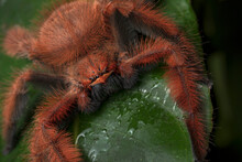Red Giant Spider