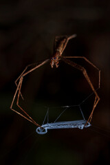 Net casting spider