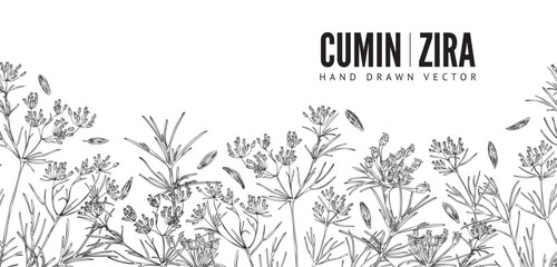 Wall Mural - Cumin hand drawn seamless border, monochrome sketch vector illustration on white background.