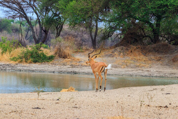 Wall Mural - Impala (Aepyceros melampus) at the watering place in Tarangire National Park, Tanzania