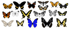 Vector Drawing Set Of Butterflies,moth Collection, Insects Isolated At White Background, Hand Drawn Illustration