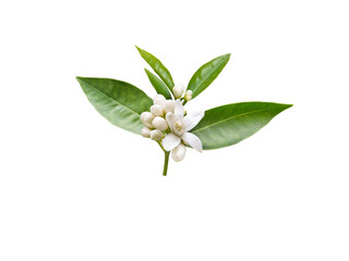 Wall Mural - Orange tree brunch with white fragrant flowers, buds and leaves isolated transparent png. Neroli blossom.