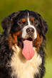bernese mountain dog outdoor portrait with tongue out