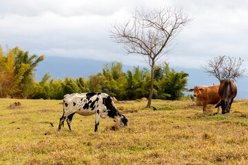 Wall Mural - spotted cow in the farm pasture