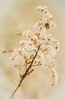 Closeup of dry wild flowers in sepia tones. Perfect artwork for home wall decoration in Healing by Nature Fine Art Design style.