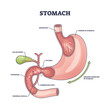 Stomach organ structure and medical digestive model anatomy outline diagram. Labeled educational scheme with body inner parts and physiology vector illustration. Gallbladder and pylorus location.