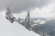 beautiful view of snowy mountain slope with white powdery snow and evergreen fir trees on it