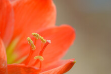 Closeup Orange Clivia Flower On Natural Light Background.