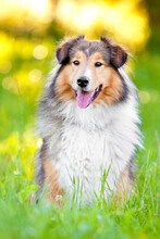 Smiling Rough Collie Dog Portrait With Tongue Out While Sitting In Grass