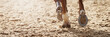 Close-up view of the horse's hoofs during show jumping event, horse running in sand