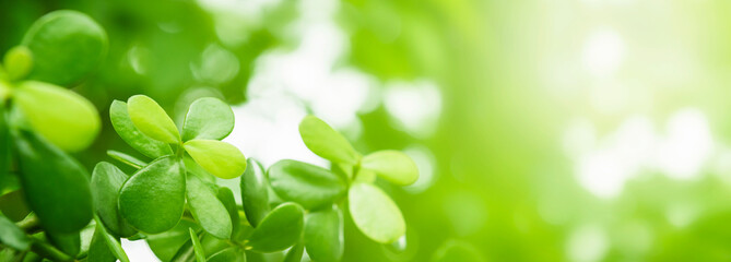 Wall Mural - nature of green leaf. environment ecology greenery wallpaper