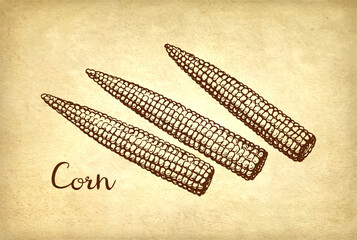 Wall Mural - ink drawing of corn.