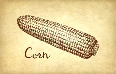 Canvas Print - ink drawing of corn.