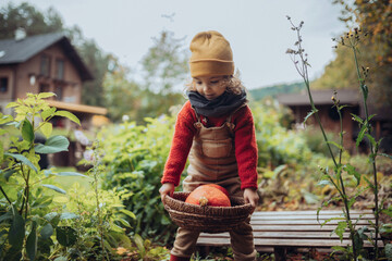 Wall Mural - Little girl in autumn clothes harvesting organic pumpkin in her basket, sustainable lifestyle.