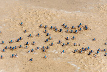 Blue Soldier Crabs Army Traverse The Beach At Low Tide In Queensland, Australia. Mictyris Longicarpus On Sandy Ocean Beach