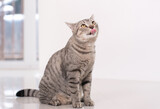 Fototapeta Koty - Cute tabby cat stick out tongue and look the camera.