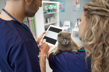 Two veterinary doctor analyzing medical tests of little cat in clinic