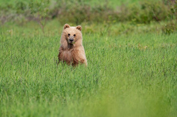 Sticker - Alaskan brown bear cub at McNeil River