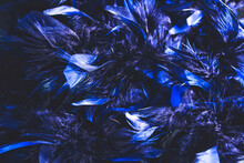 Boa Texture Of Blue Ostrich Feathers