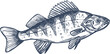 Freshwater fish European Balkhash perch isolated