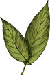 Laurel leaves isolated green bay leaf, herb spice