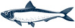 Herring or sardine saltwater fish isolated animal
