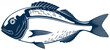 Orata gilt head bream isolated saltwater fish icon