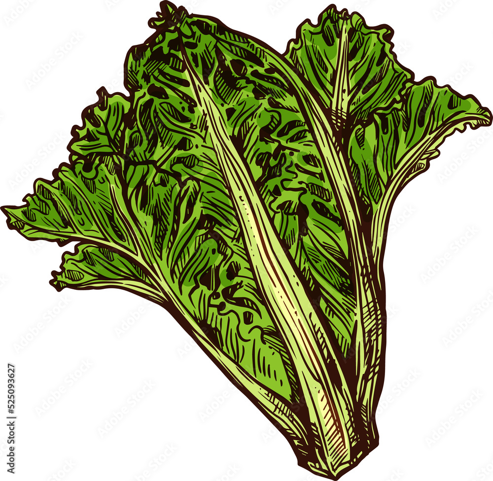 Lettuce romaine vector sketch icon Stock Illustration | Adobe Stock