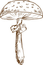 Mushroom Fly Agaric Isolated Inedible Fungi Sketch