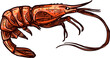 Shrimp isolated shellfish crustaceans vector prawn