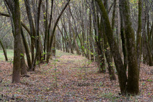 Planned Planted Alder Forest In Rows, Curved And Sloping Tree Line With Moss On The Bark
