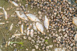 Dead fish on the bank of the poisoned Odra River. Huge ecological catastrophe in Poland.