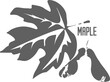 © Innesa_Lignea Luna - Maple leaf and fruit silhouette. Sugar maple leaf grey silhouette. Maple leaf and fruit medical pharmacy logo icon