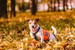 Dog safety concept with happy dog sitting in Fall park wearing orange reflective vest
