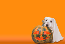 Cute Dog Under Blanket As Halloween Ghost Next To Big Halloween Pumpkin With Glowing Eyes On Solid Color Background