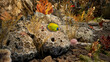 Unterwasserwelt mit Seeigel und Wasserpflanzen - 3D-Illustration