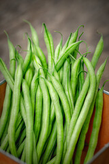 Wall Mural - Organically homegrown French filet green beans, 'Maxibel' variety, in a quart container on a rustic vintage wooden background