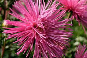 Wall Mural - Close-up garden aster blooms