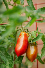 Sticker - Pompeii paste tomatoes, an Italian variety, ripening on the vine inside tomato cages in a suburban organic vegetable garden