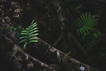 Green Fern Leaves Growing Under A Large Tree Are Depicted In Dark Tones.