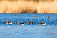 Greylag Goose - Anser Anser - A Large Water Bird, Geese Swim Together On The Lake Not Far From The Shore, Sunny Day.
