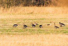 Greylag Goose - Anser Anser - A Large Water Bird, During The Day Geese Feed Together In A Grassy Field On A Sunny Day.